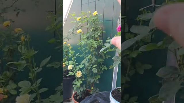 люсины розы на балконе смотреть онлайн