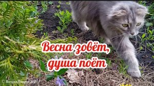 Весна зовёт, душа поёт