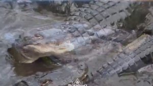 Алькатрас с аллигаторами. Вот как Трамп решает проблему миграции в болотах Флориды.