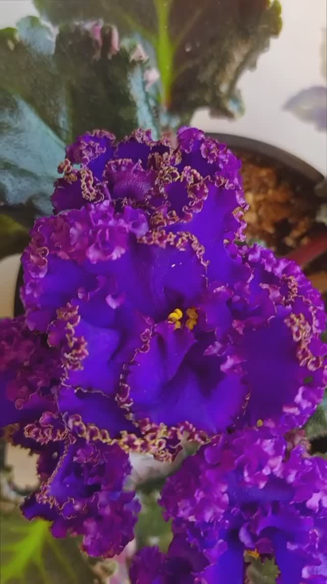 Фиалка РС-Пиратский Галеон! Первое Цветение!