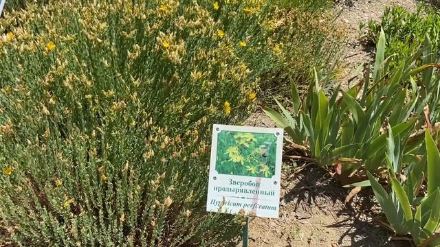 Сад ароматов Массандра