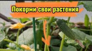 Урожайный Секрет: Как Правильно Подкормить Тыкву 🌱