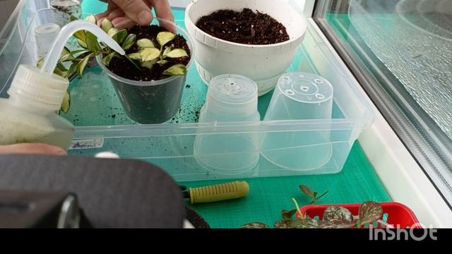 Хойи Ир-26, Хешкелиана вариегатная, альбомаргинатная. Пугайте свои хойи смотреть онлайн