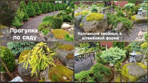 Прогулка по саду. Коллекция хвойных в штамбовой форме.