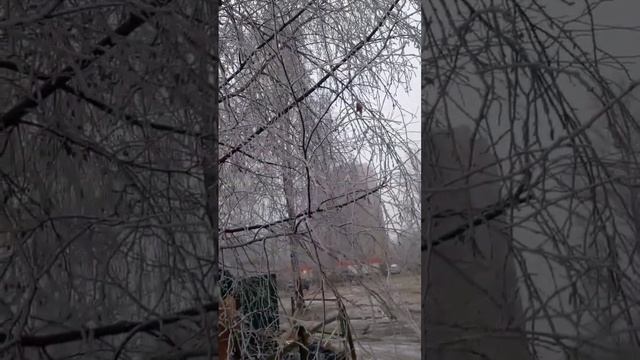 - 30... +3 ... -8 ЧТО ЭТО? #garden