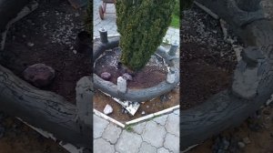 оформление приствольного круга