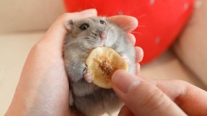 Не пропустите лучшую подборку из милых и красивых хомячков🔥