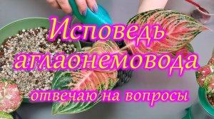 Исповедь аглаонемовода.Отвечаю на вопросы.
