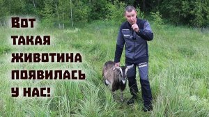 Неправильно строим дом, заводим козу и ждём погоду для сенокоса