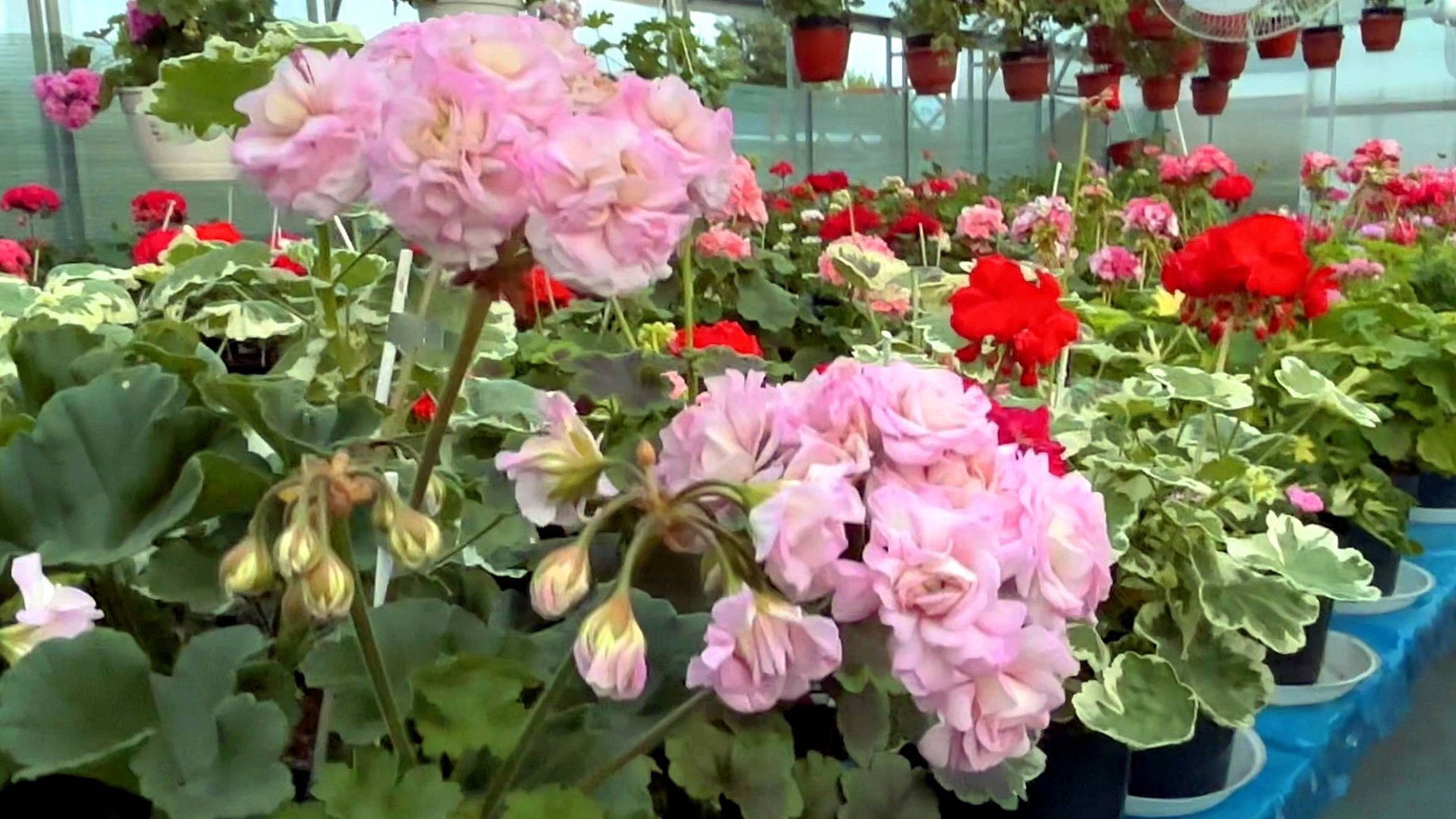 ОБЗОР 30 ИЮНЯ - ЧАСТЬ 2 смотреть онлайн