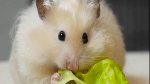 Милые хомячки едят листья салата и курицу🔥
