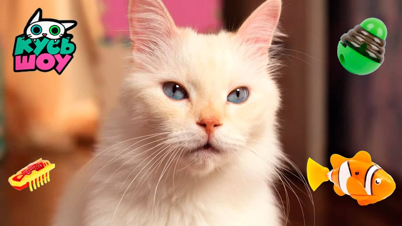 Игривые котики — Кусь-шоу — Челленджи и игрушки для котиков смотреть онлайн