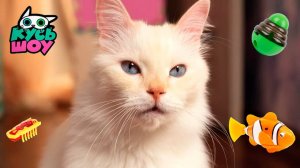 Игривые котики — Кусь-шоу — Челленджи и игрушки для котиков