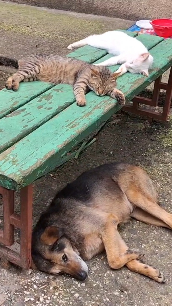 друзья на чиле