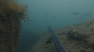 Подводная охота Горбыль / Зубарь