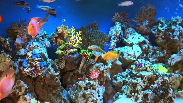 🐠 Аквариум Коралловый риф смотреть онлайн