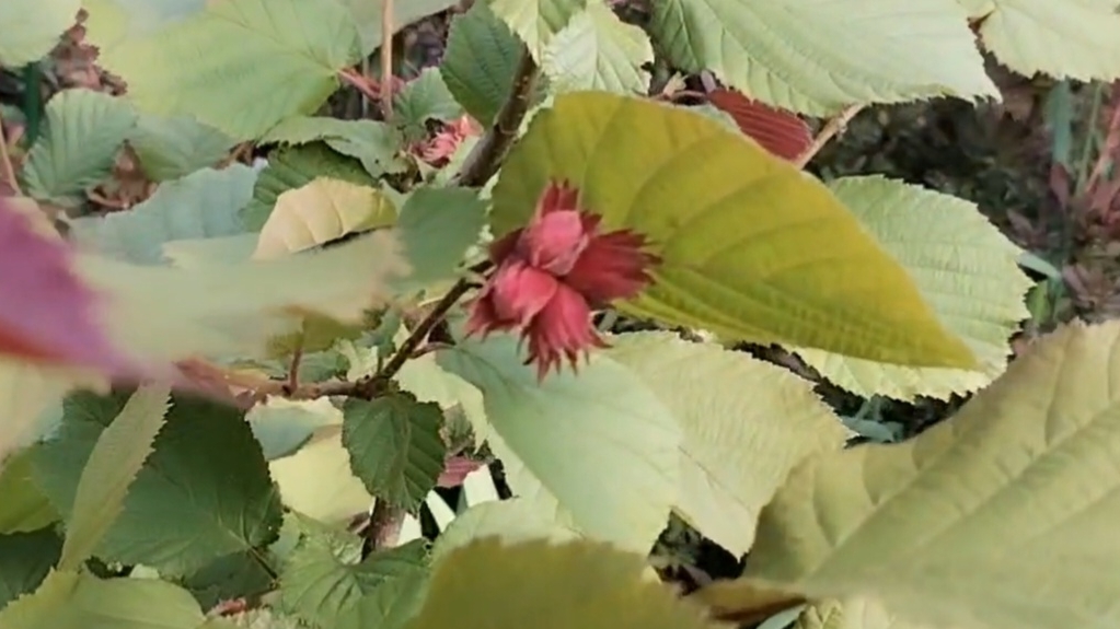 А у нас растут красные орехи))) Букет из клематиса прямо в саду))) 29-06-2025 смотреть онлайн