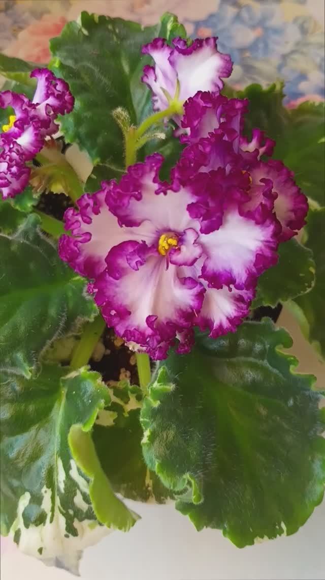 Фиалка АВ-Навсегда! Первое цветение!