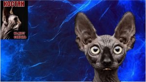 Как Литва пожаловалась на Россию / Кот Костян