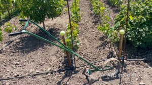 Школка винограда подвязана 27.06.25 год. Новороссийск.