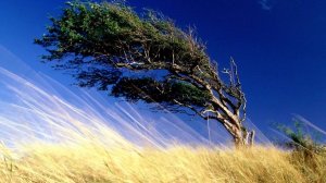 Интересные факты о ветре