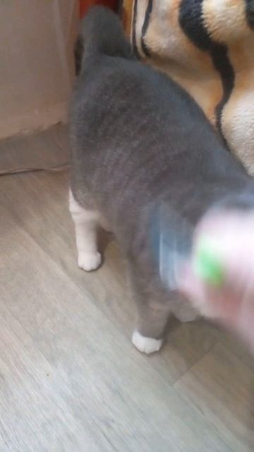 Валяем из кошки валенок!! #cat