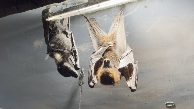 Кормление летучих лисиц в зоопарке Сафари-парк в Краснодаре смотреть онлайн