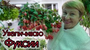 У меня нет белокрылки. Хотите пышные ФУКСИИ в саду- делайте как я. Лайфхак с львиным зевом.