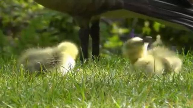 Битва за корм смотреть онлайн