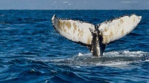 Киты в Арктике. Мурманск, Ура-Губа  #кит #горбач