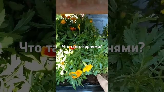Внимание! Что может скрывать горшок? #огород