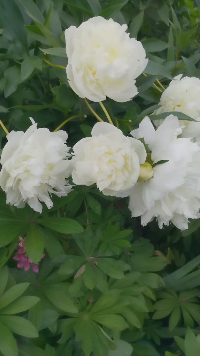 Пион Дюшес де Немур. #цветынадаче, #пиондюшесденемур, #пионсортадюшесденемур, #пиондюшесденемурвидео