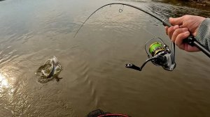 Желанный хищник Амура, мощные поклевки и сопротивление