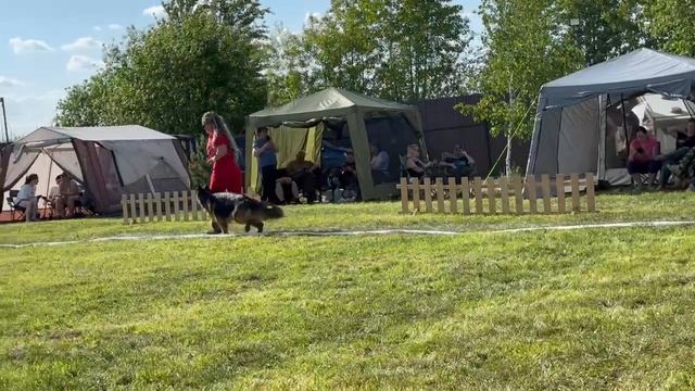 РАБОЧИЙ СУКИ ДШ / КЧК БРОННИЦЫ 24 мая`25 F.Bogoeski, О.Васильев Моно немецких овчарок