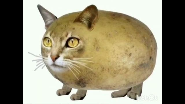 мышка сосиска собачка жвачка кошка картошка куку я немношко 😃 смотреть онлайн