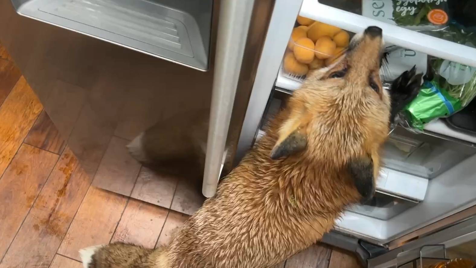 Лиса-Алиса. Пришла в дождливый день проверить холодильник смотреть онлайн