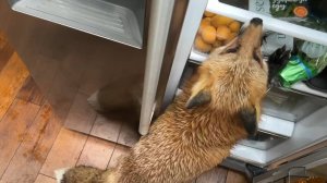 Лиса-Алиса. Пришла в дождливый день проверить холодильник