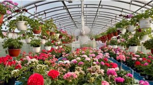 Обзор цветения пеларгоний 30 июня 2025. Часть первая.