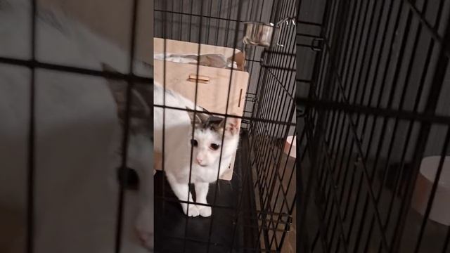 Video_2025-07-01_13-25-27