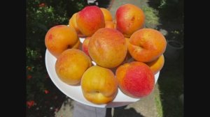 Абрикос Нью Джерси 27.06.25 год. Новороссийск.