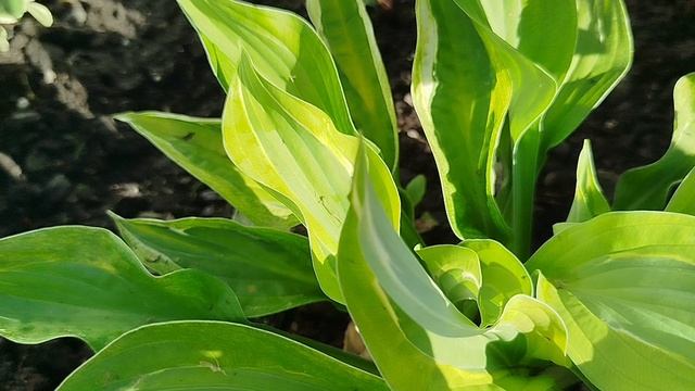 1.07.25 клумба 1