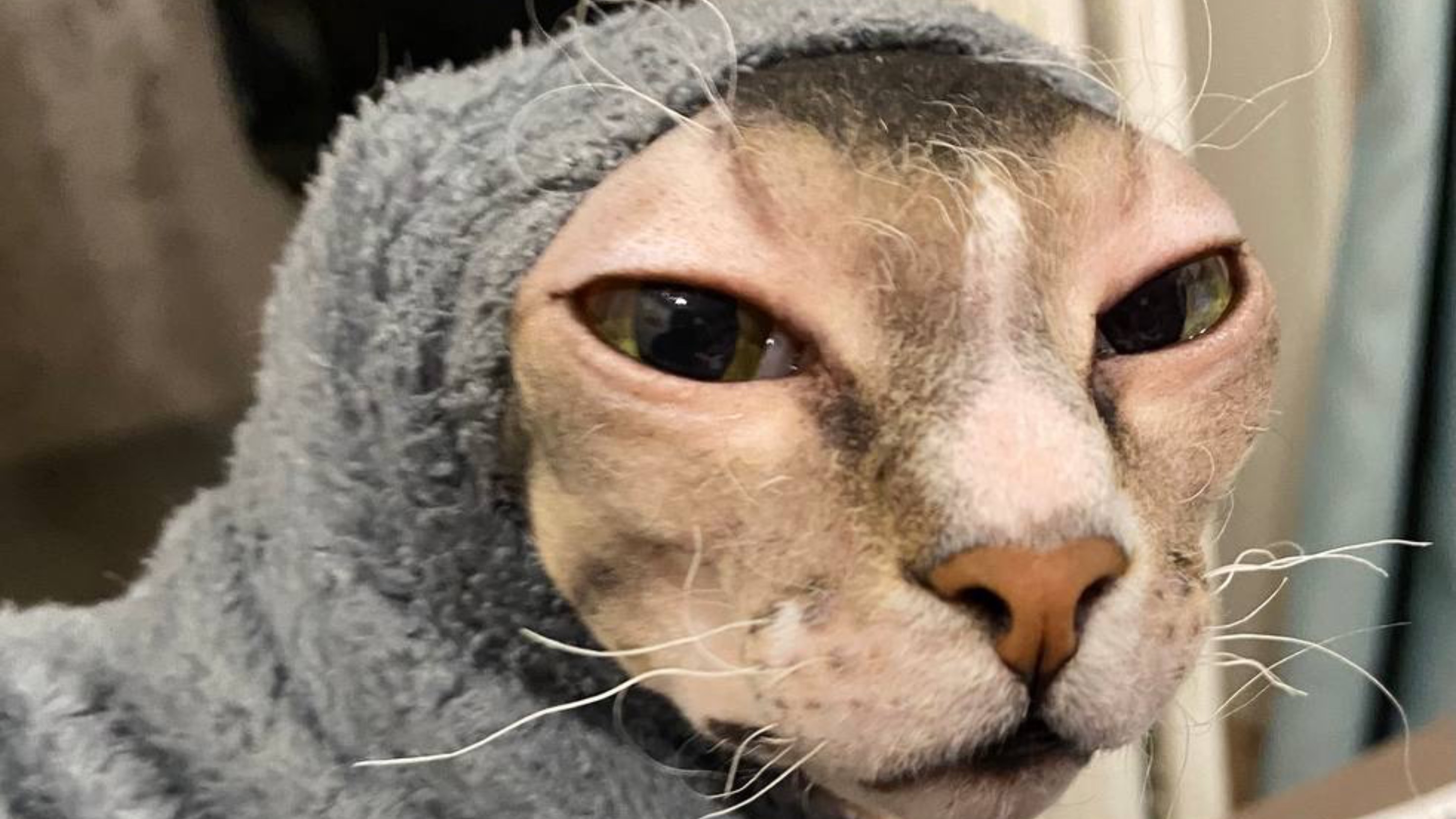 Коробка с лапами. Пушистая и лысый друг.