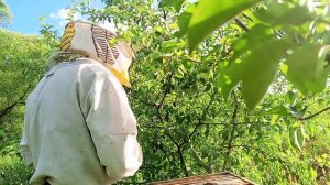 Неожиданные гости на пасеке(3-й рой).2025 г