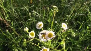 полевые цветы