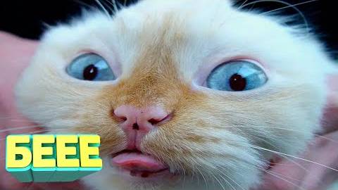 #57 Я РЖАЛ ДО СЛЕЗ 😂 15 МИНУТ СМЕХА 2025 СМЕШНЫЕ ВИДЕО😆😆😆ЛУЧШИЕ ЛЮТЫЕ ПРИКОЛЫ / АКАДЕМИЯ ЮМОРА смотреть онлайн