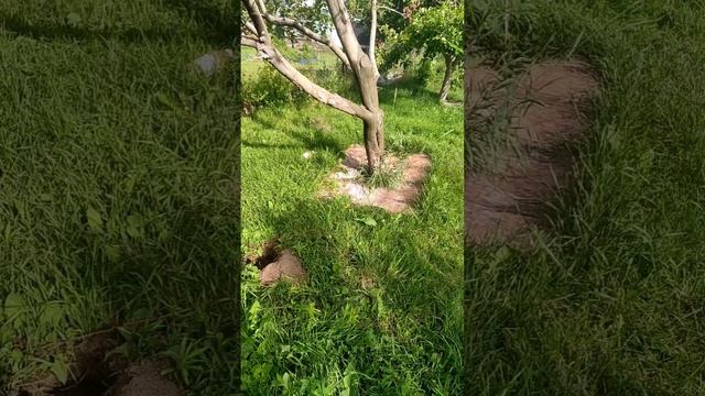 реанимирую яблоньку