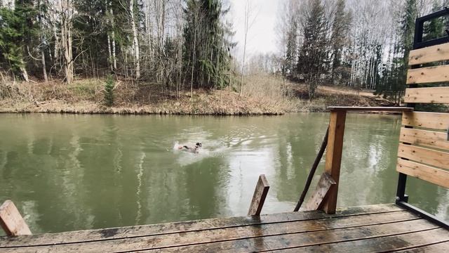 ежедневное купание. День 104. stop dog, where are you going