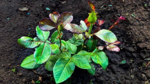 Розы больше не болеют. 1 Раз внесли это, и забыли о проблеме. Розы пышно цветут.