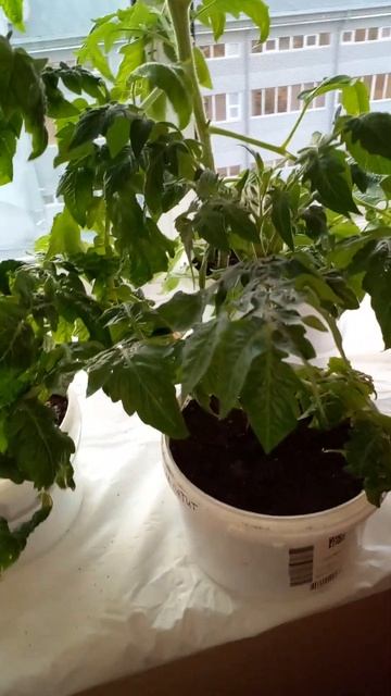 Помидоры брошены за 500 км!  Огород на подоконнике‼ Эксперименты!       #дача