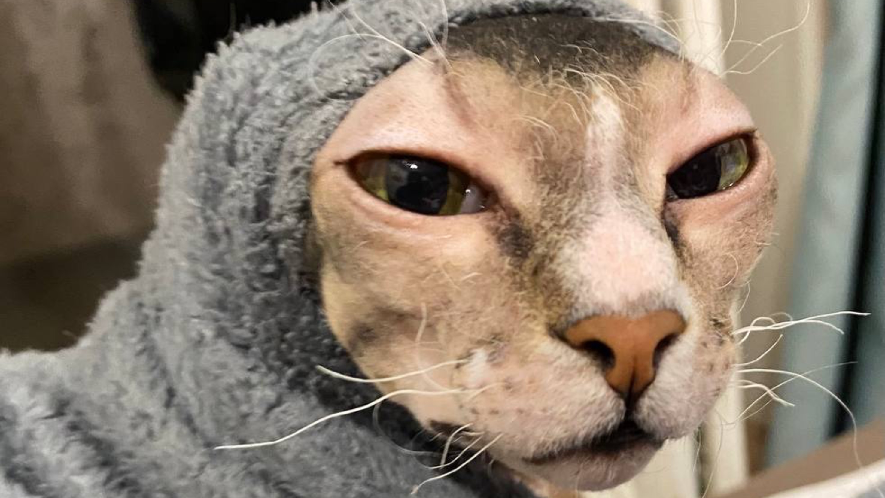 Так вот кто израсходовал всю туалетную бумагу Пушистая и лысый друг